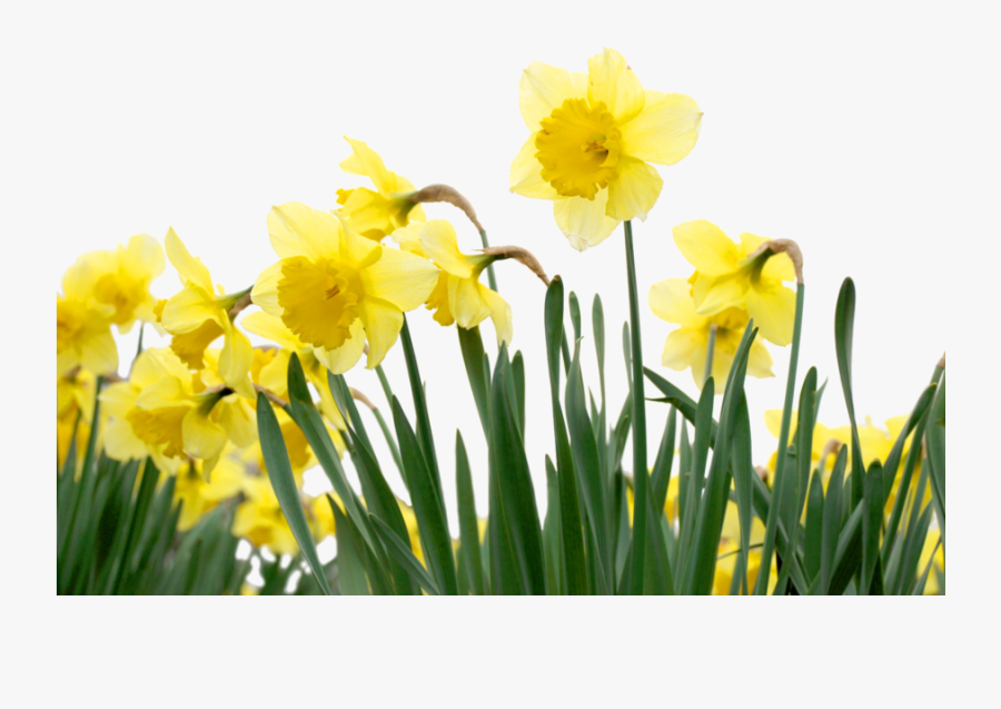 Mothers Day Daffodils Clipart Desktop Wallpaper Bulb - Daffodil Backgrounds, Transparent Clipart
