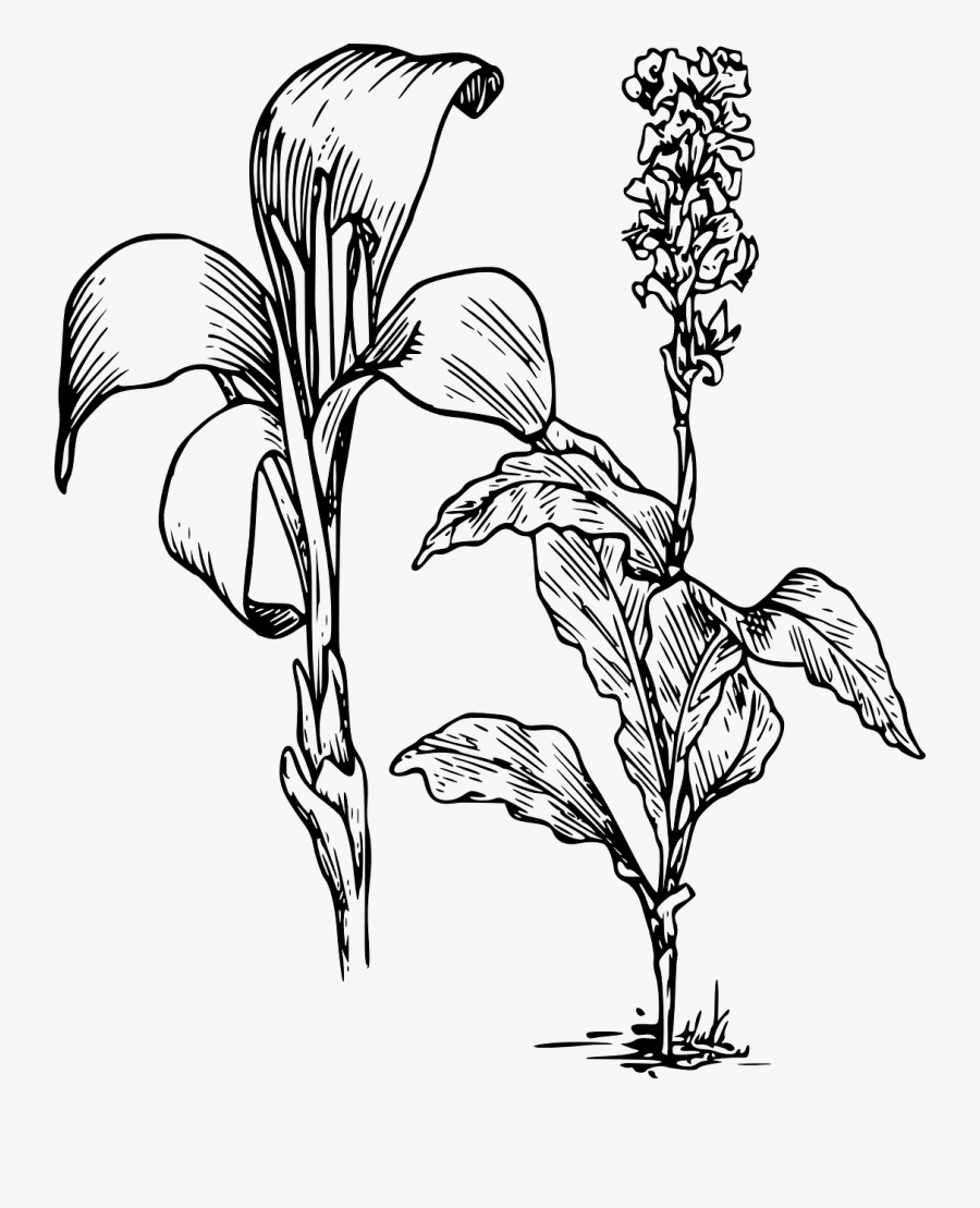 Transparent Daffodil Clipart - Canna Lily Drawing, Transparent Clipart