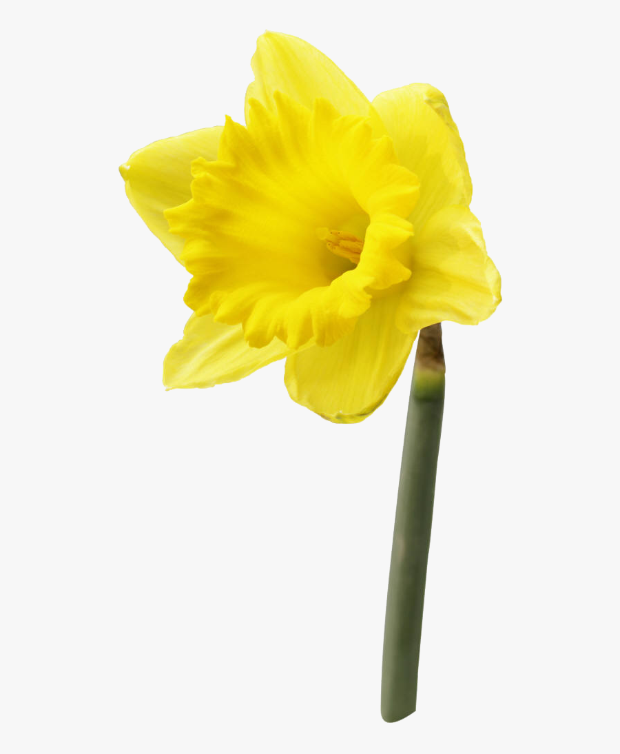 Transparent Flower With Stem Png - St Davids Day Free, Transparent Clipart