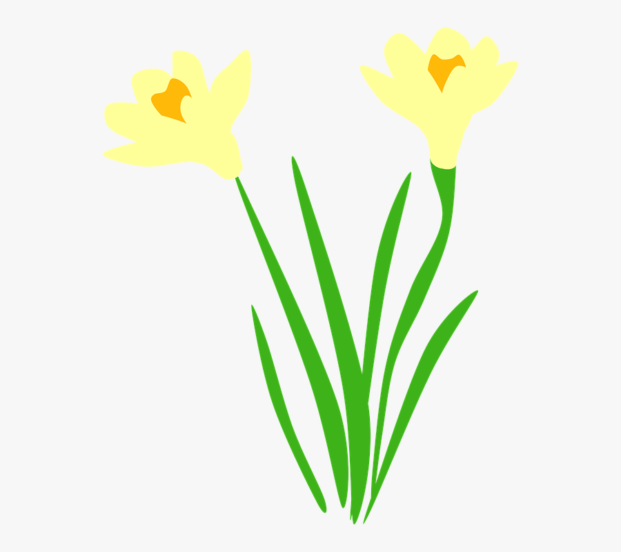 Vector Made By Constance - Daffodil Free Vector, Transparent Clipart