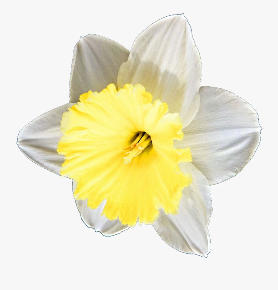 Buttercup Daffodil, Transparent Clipart