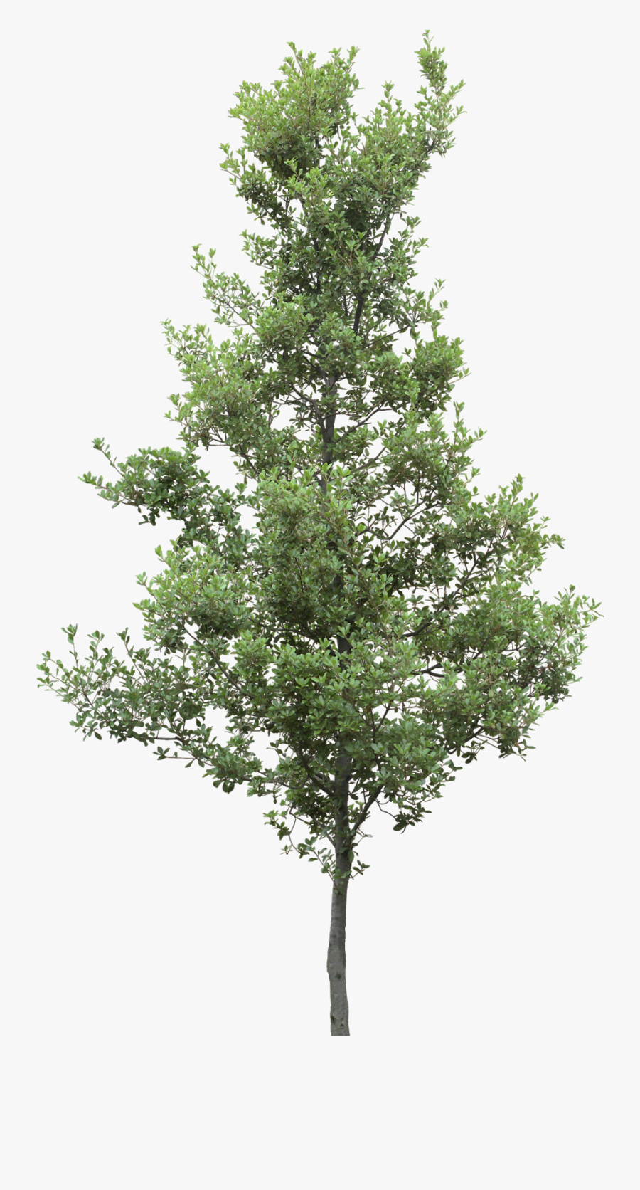 Free Tree Clipart, Transparent Clipart