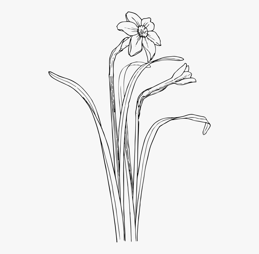 Monochrome Photography,petal,grass Family - Plant Draw Flower Bush, Transparent Clipart