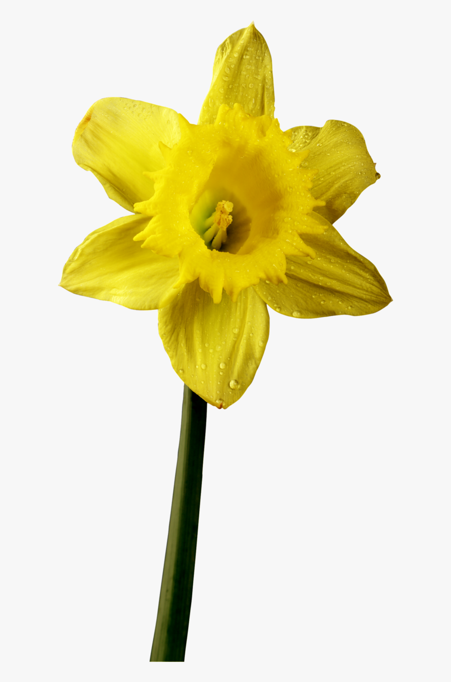 Daffodil Clipart Stem - Narcissus, Transparent Clipart