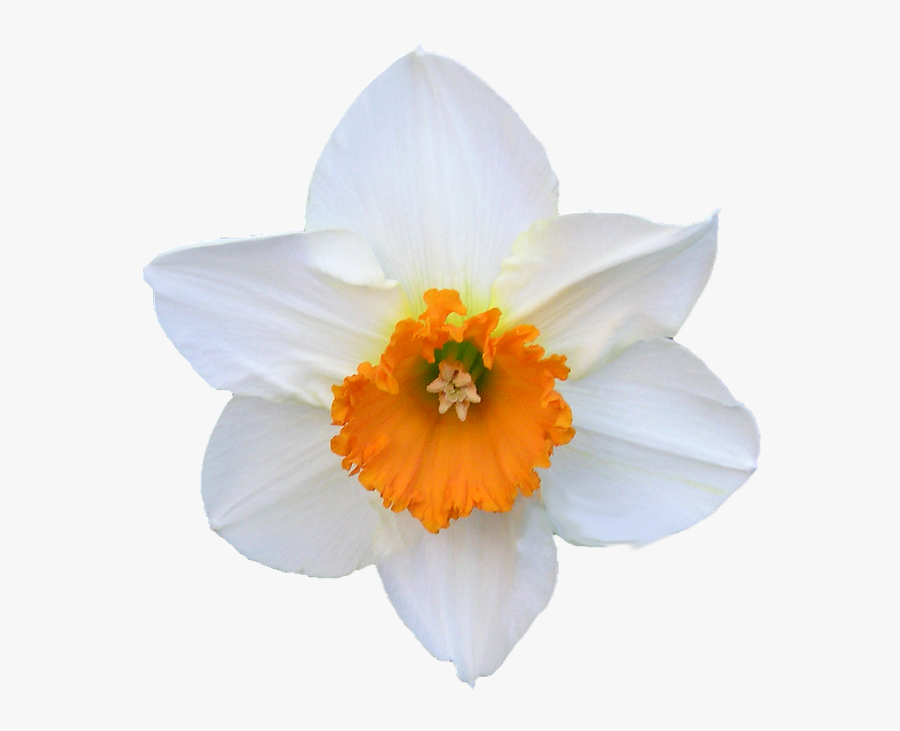 Narcissus - Hvid Og Orange Blomst, Transparent Clipart
