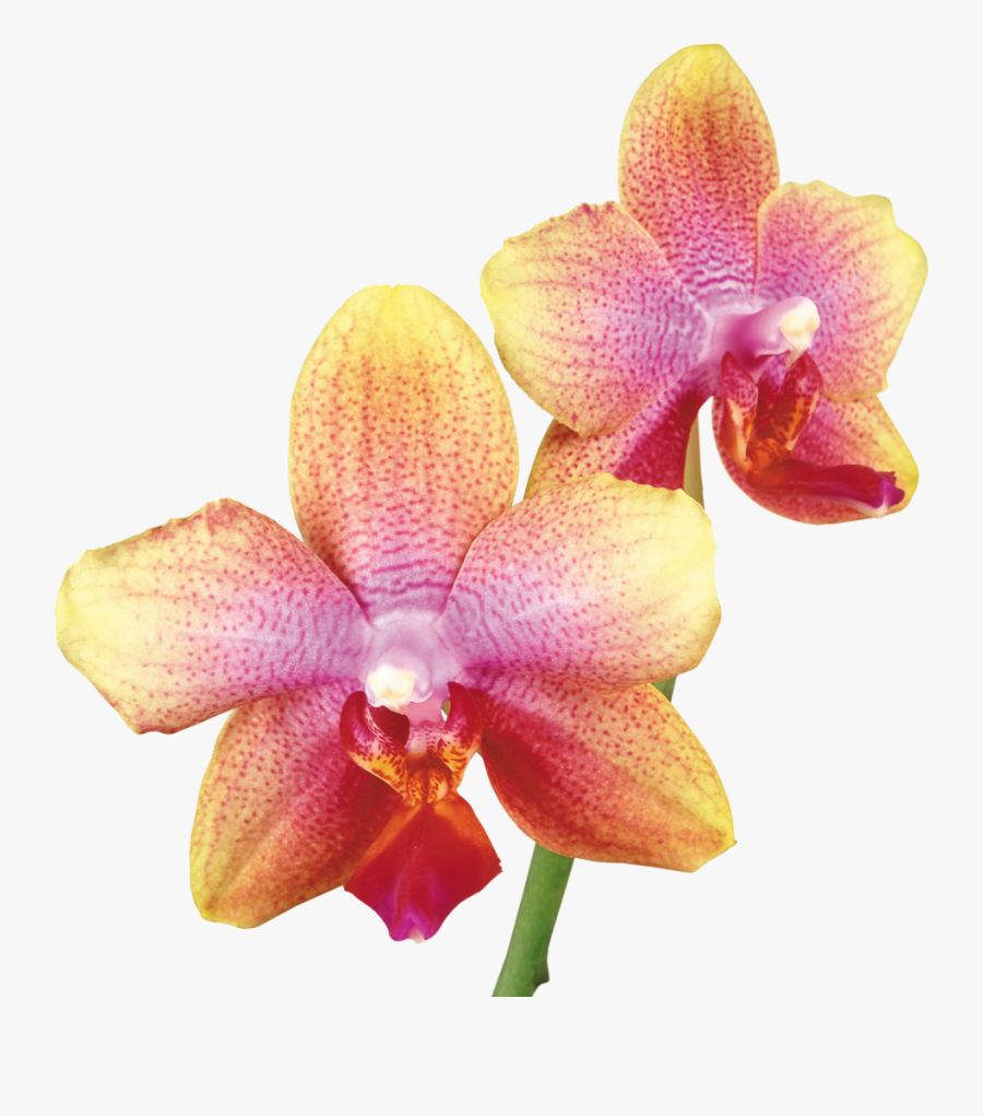 Clip Art Black And White Download Daffodil Clipart - Pink And Yellow Orchid, Transparent Clipart