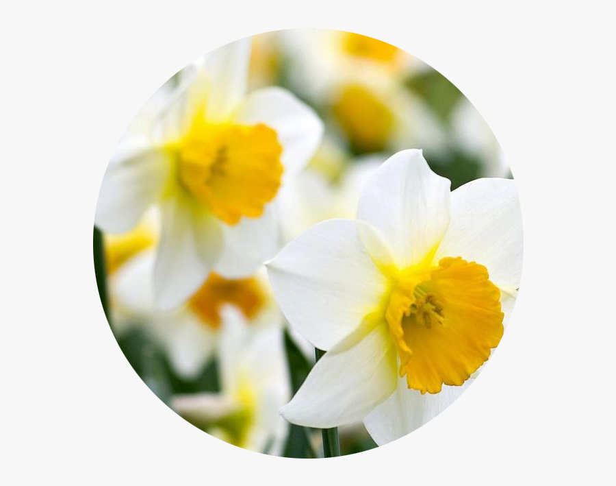 December - Narcissus - Daffodil - Daffodil, Transparent Clipart