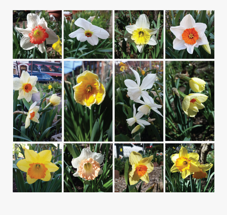 Clip Art Daffodil Varieties - Narcissus, Transparent Clipart