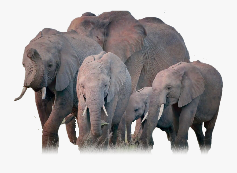 Herd Of Elephants Png, Transparent Clipart