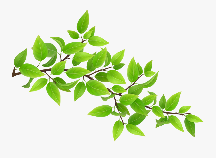 Green Transparent Clip Art - Branch Of Leaves, Transparent Clipart