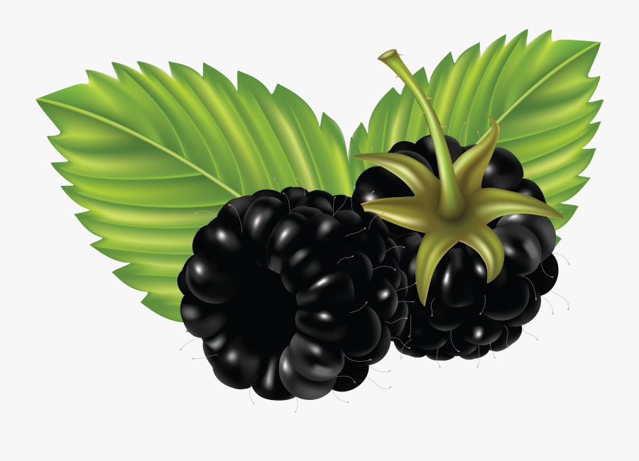 Clipart Blackberry Fruit, Transparent Clipart