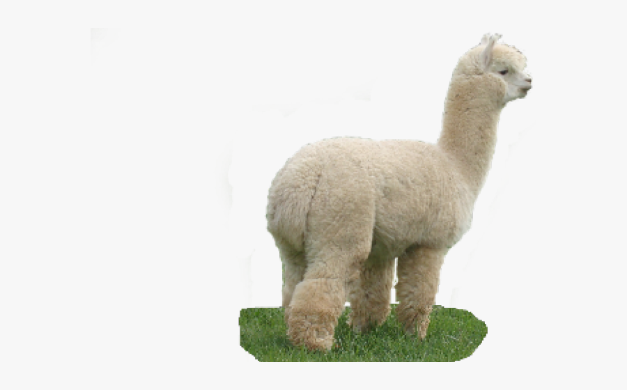 Alpaca Clipart Transparent - Alpaca, Transparent Clipart