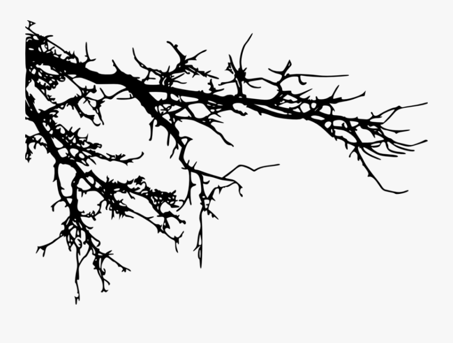 Transparent Tree Branch Clipart Black And White - Tree Branches Silhouette Png, Transparent Clipart