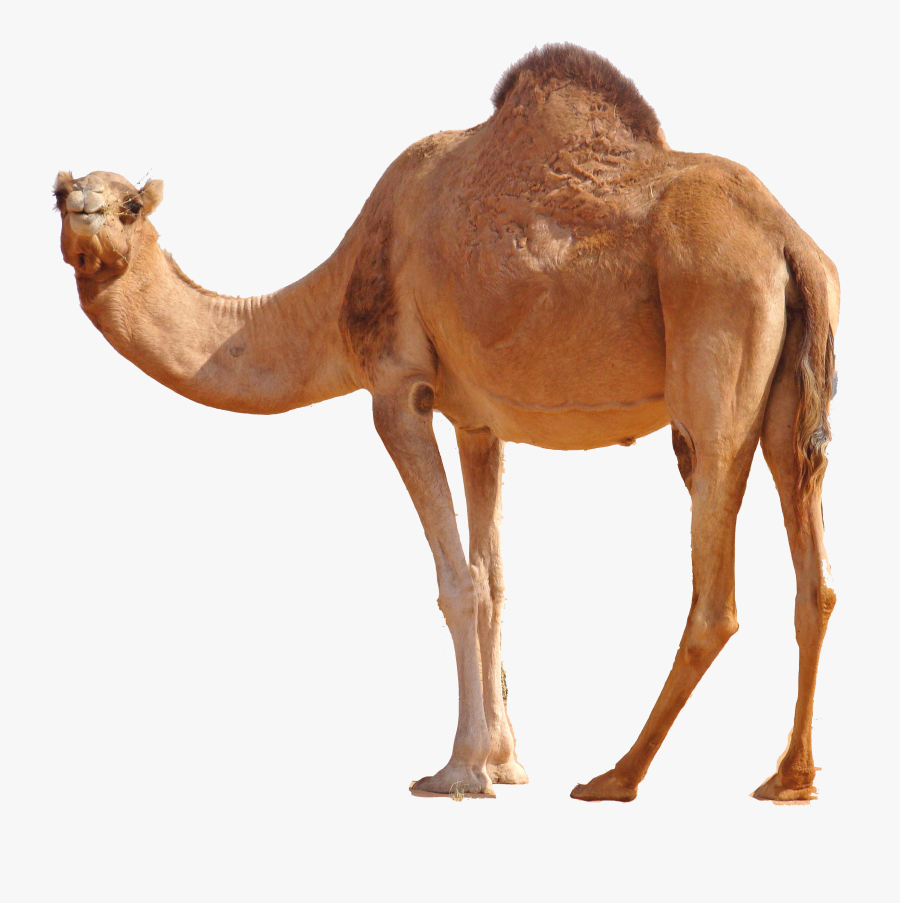 Arabian Camel, Transparent Clipart