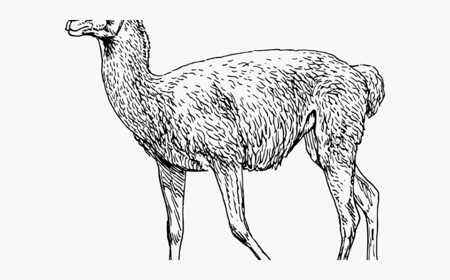 Alpaca Clipart Drawing - Guanaco Clipart, Transparent Clipart