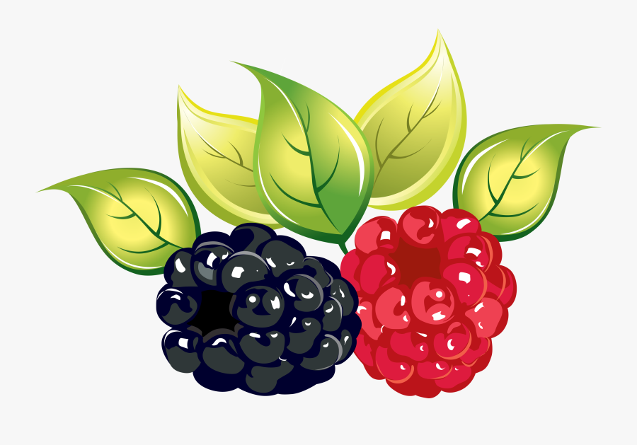 Fruit,rubus,natural Di Plant - Raspberry And Blackberry Png, Transparent Clipart