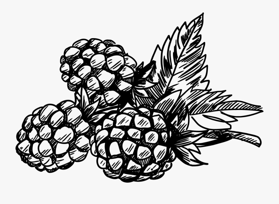 Berries - Raspberry Images Clip Art, Transparent Clipart