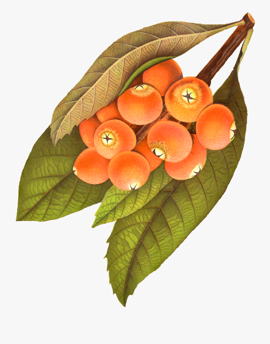 Berry Illustration Png Vintage, Transparent Clipart