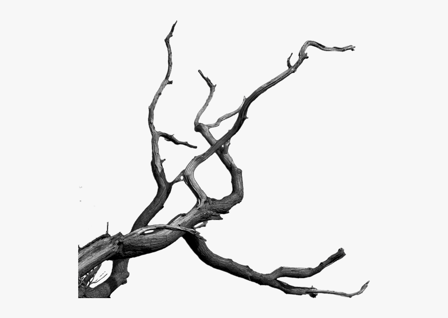 Dead Tree Cartoon - Bare Tree Branch Png, Transparent Clipart