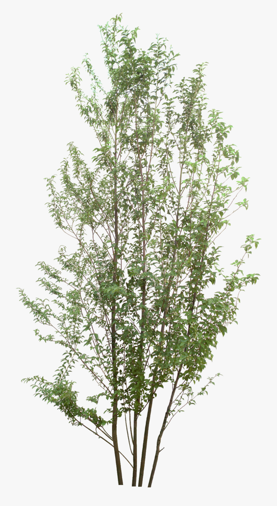Birch Tree Plan Png, Transparent Clipart