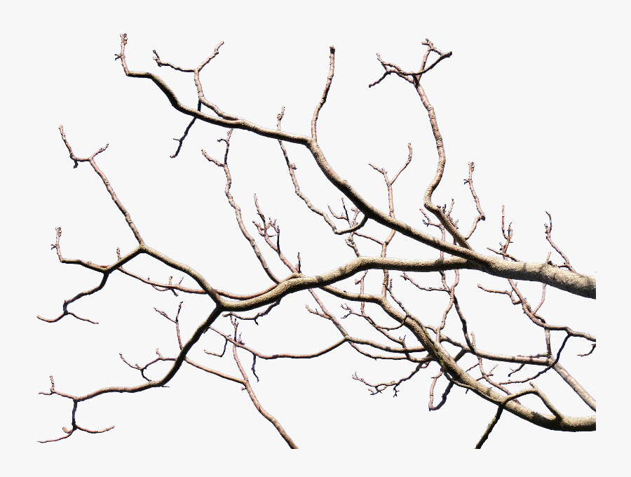 Tree Branch - Tree Branch Transparent Background, Transparent Clipart