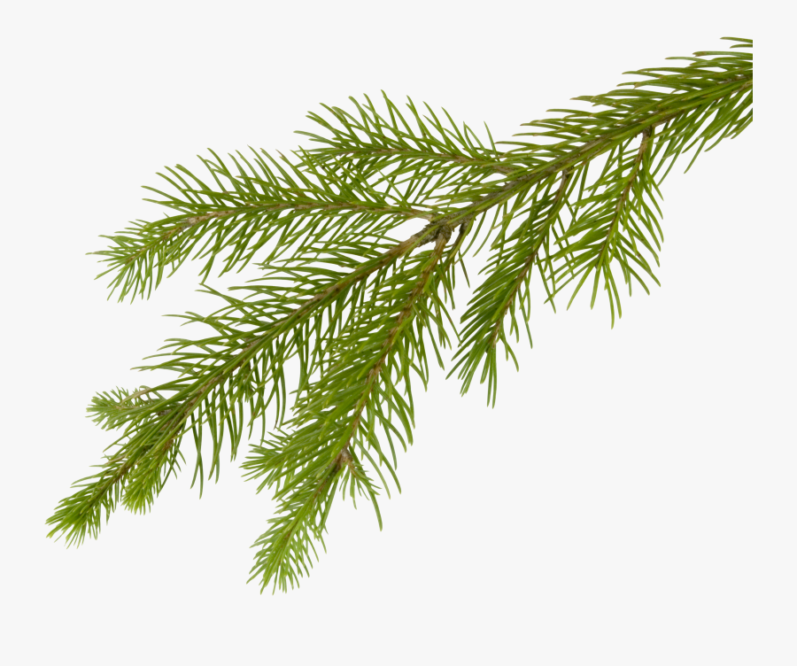 Clip Art Pine Svg Stock - Christmas Ball Mockup Free, Transparent Clipart