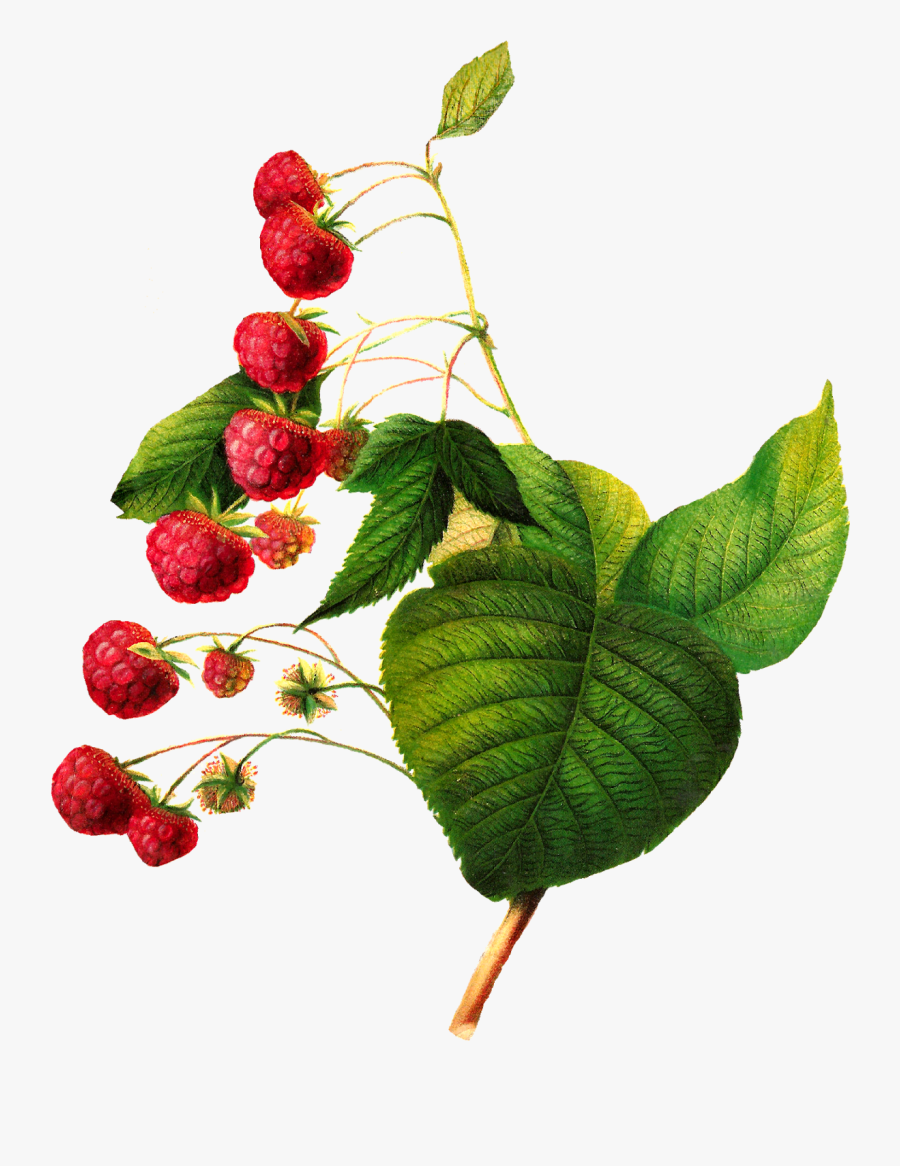Png Freeuse Stock Berry Drawing Raspberry Leaf - Botanical Fruit Illustration Png, Transparent Clipart