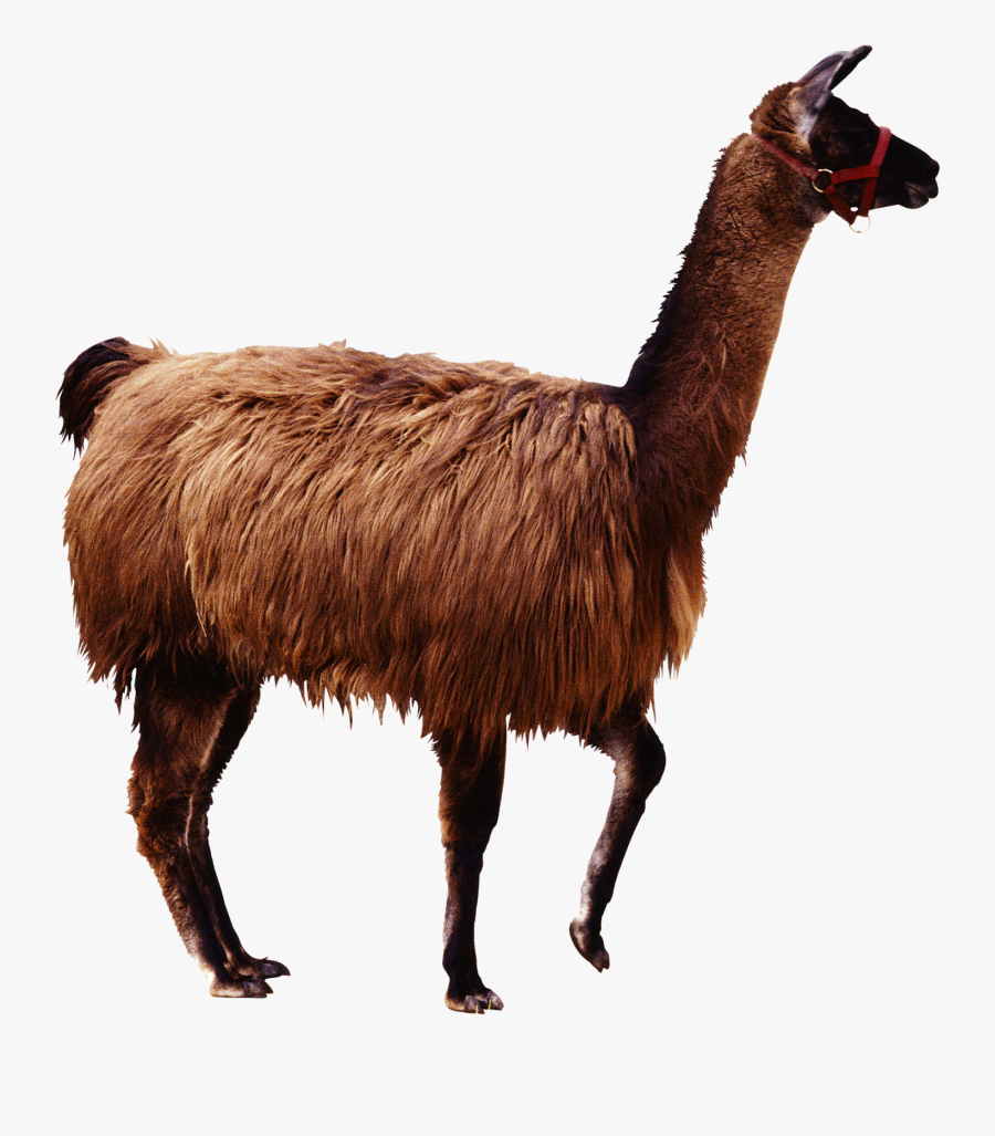 Llama Guanaco Png, Transparent Clipart