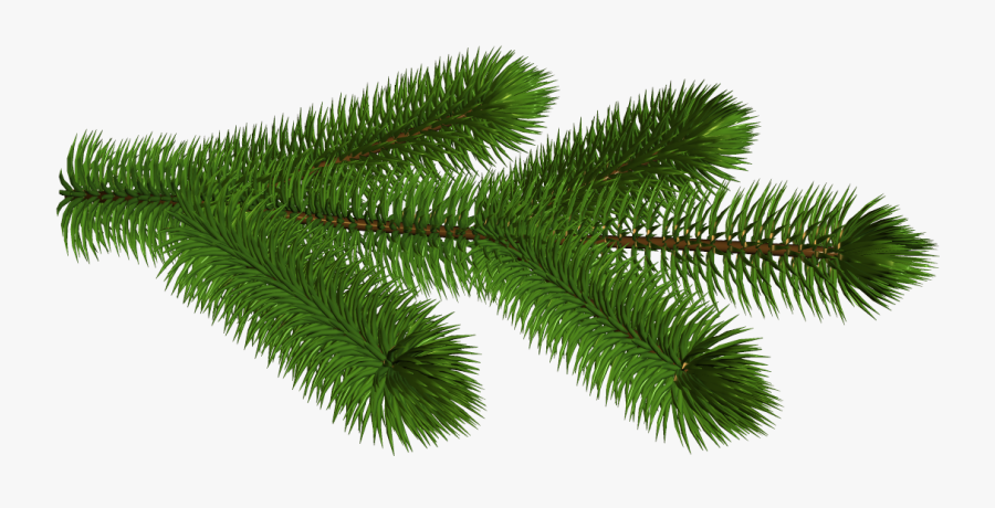Transparent Pine Branch 3d Clipart Picture - Pine Tree Branch Transparent Background, Transparent Clipart