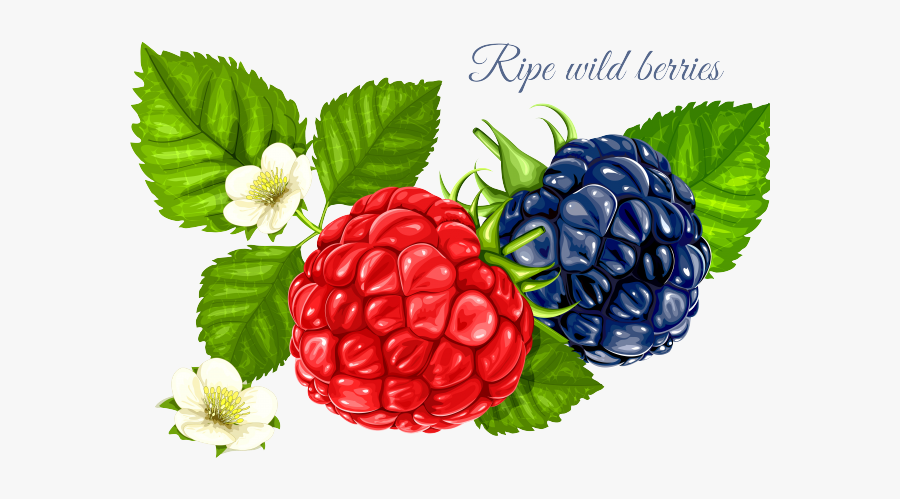 Raspberries Vector Png, Transparent Clipart