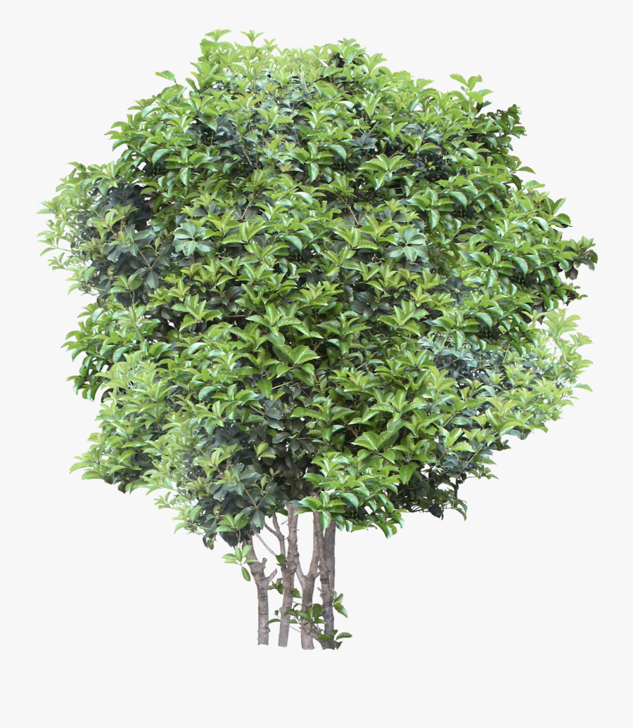 Small Trees Png, Transparent Clipart
