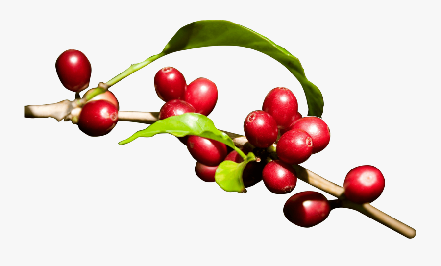 Clip Art Konared Energy Drinks Made - Coffee Bean Red Png, Transparent Clipart