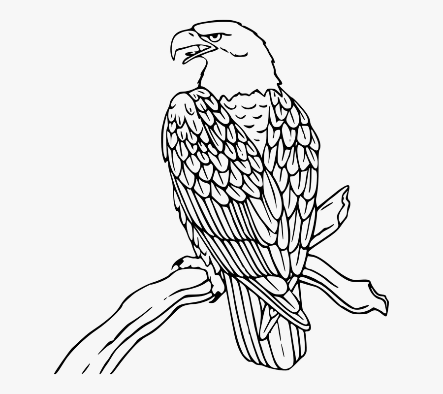 Tree, Branch, Eagle, Bird, American, Bald, Perched - Black And White Image Of Eagle, Transparent Clipart