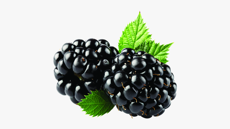 Blackberries Png, Transparent Clipart