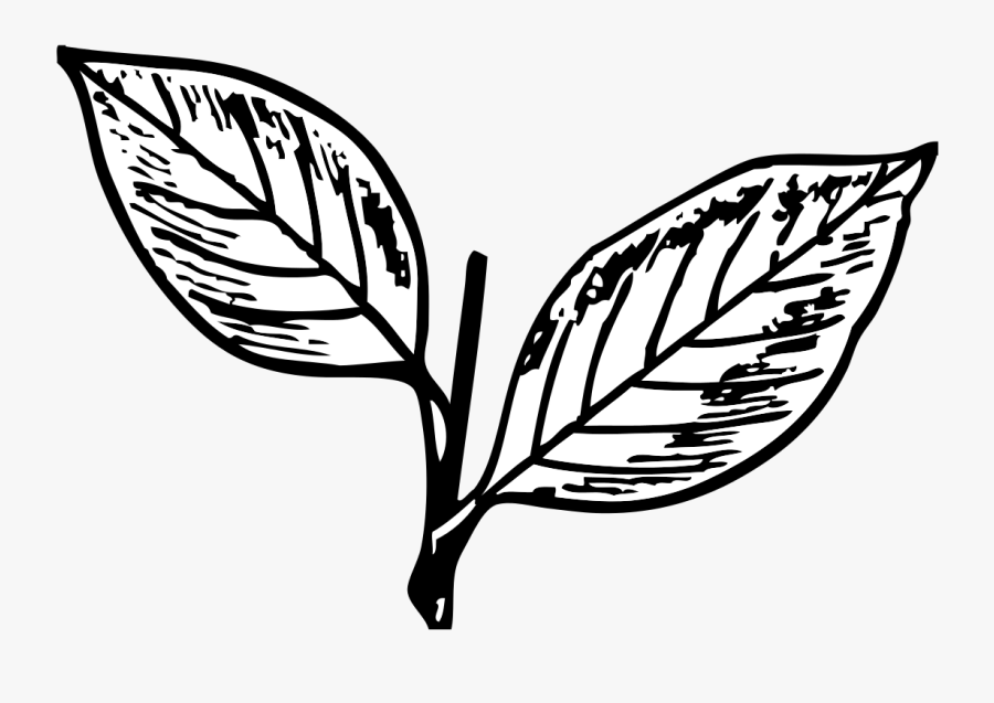 Indian Election Symbol Two Leaves - All India Anna Dravida Munnetra Kazhagam, Transparent Clipart