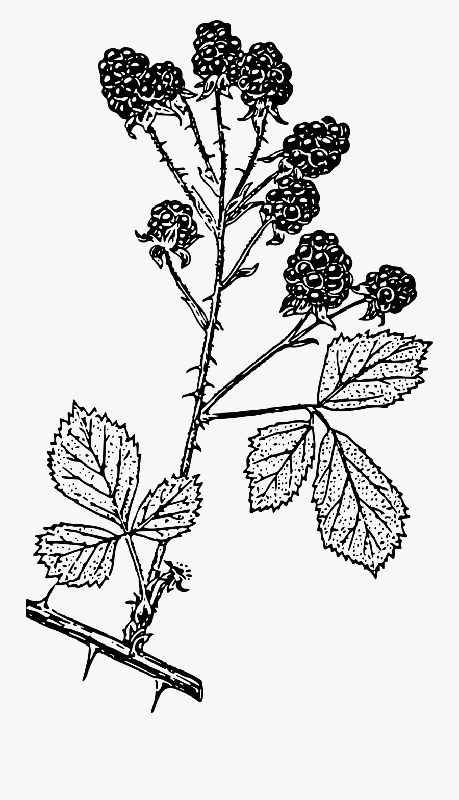 Clip Black And White Download Clipart Blackberries - Blackberry Branch, Transparent Clipart