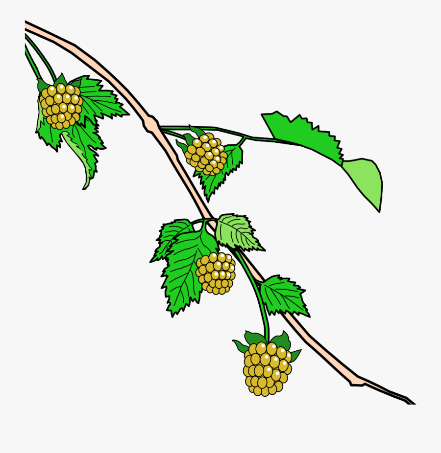 Clip Art Salmon Berries, Transparent Clipart