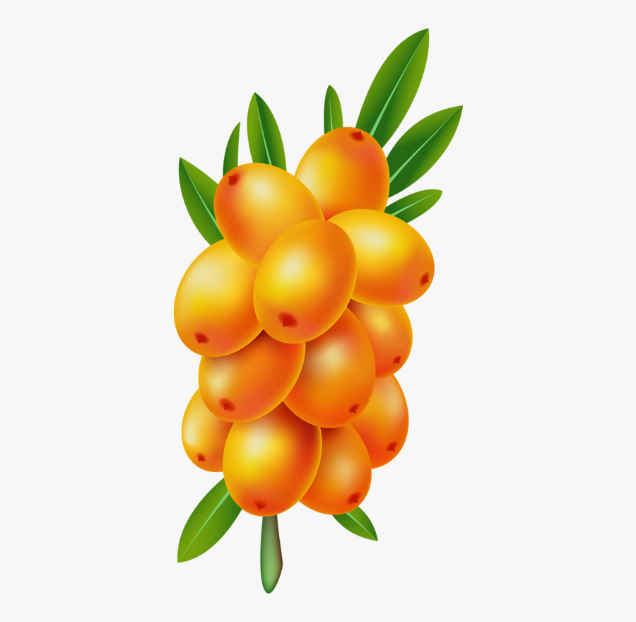 Orange Clipart Berries - Sea Buckthorn Clipart, Transparent Clipart