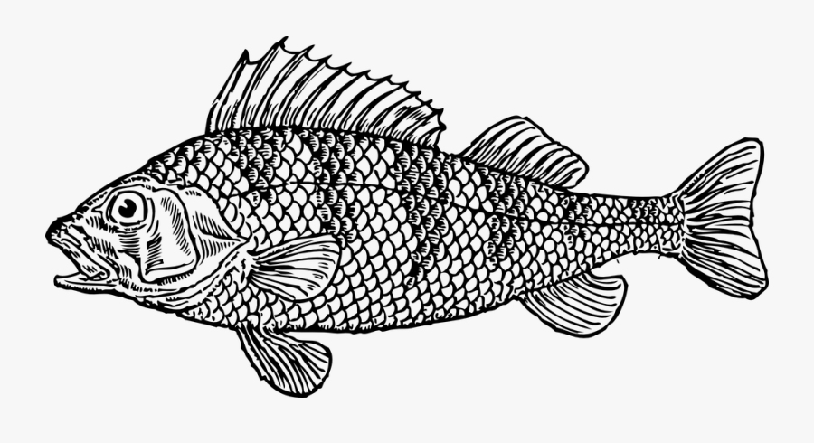 Thumb Image - Fish Clipart Black And White, Transparent Clipart