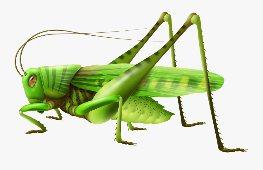Png Images Free Download - Grasshopper Png, Transparent Clipart