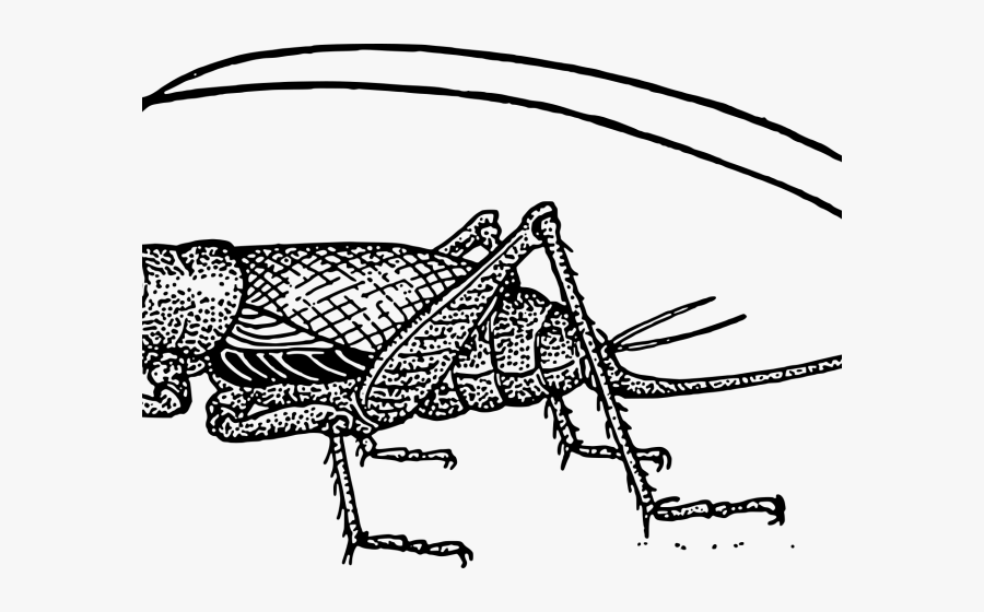 Transparent Cricket Clipart - Cricket Free Vector Download, Transparent Clipart