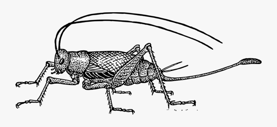 Crickets Black And White, Transparent Clipart