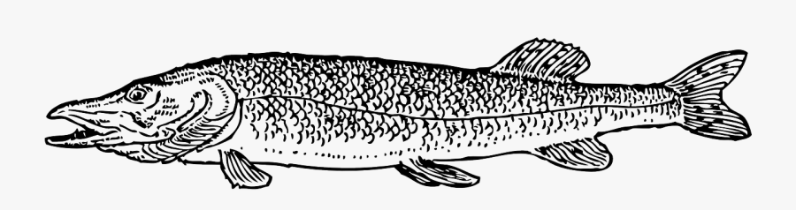 Fish Type Scales Fishing Pike Png Image - Pike Clipart, Transparent Clipart