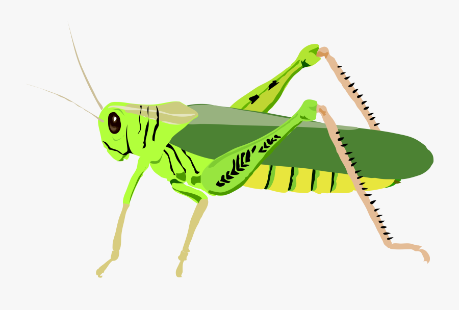 Grasshopper Clipart Images Free - Grasshopper Clipart, Transparent Clipart