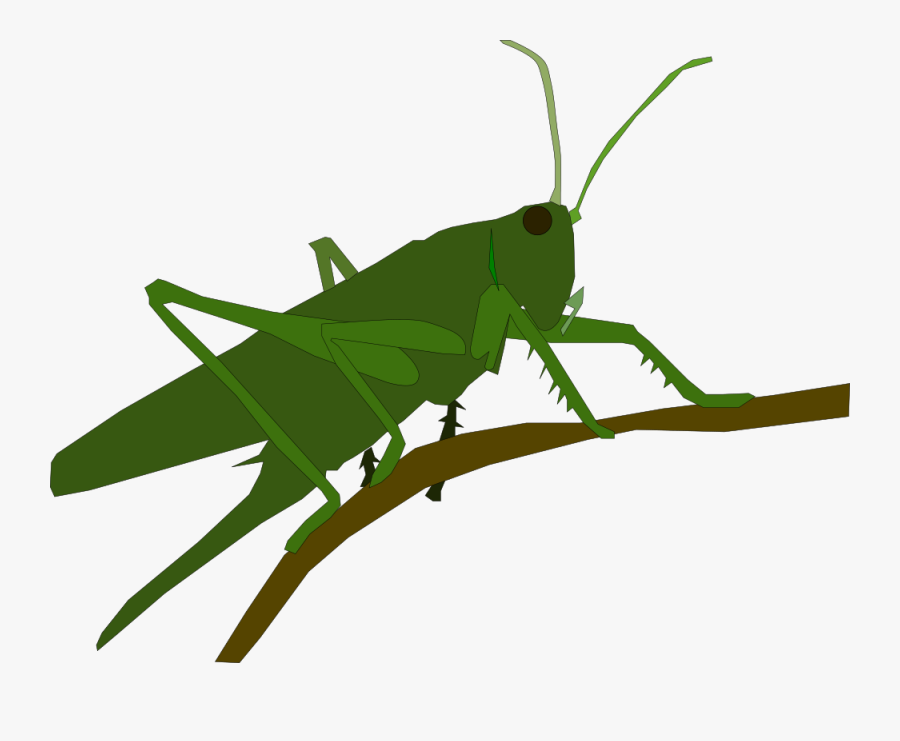 Cricket,wing,grasshopper - Grasshopper Cross Stitch Pattern, Transparent Clipart