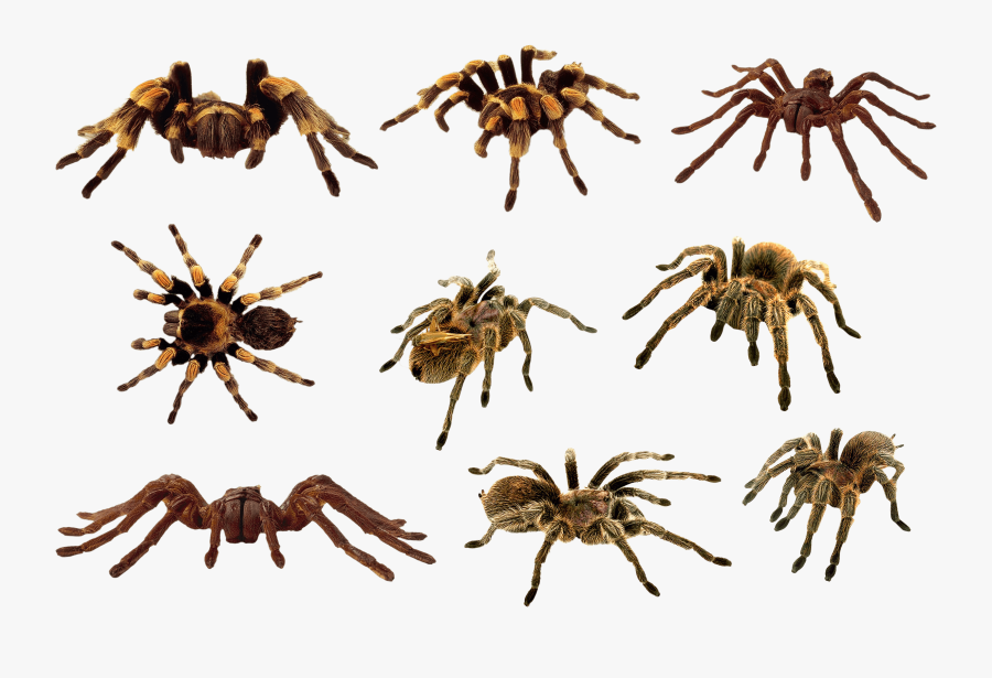 Download Spider Png Clipart 364 - Spiders Png, Transparent Clipart