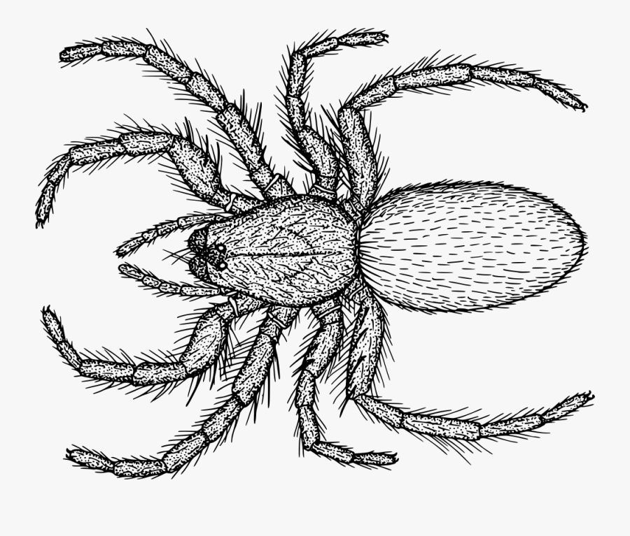 Hairy Spider - Drawing, Transparent Clipart