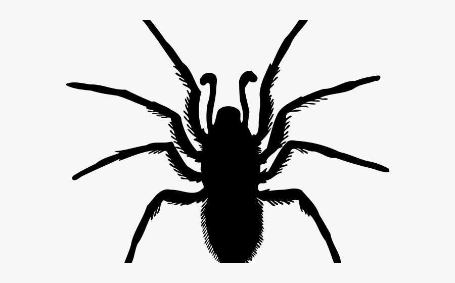 Spider Drawing Png, Transparent Clipart