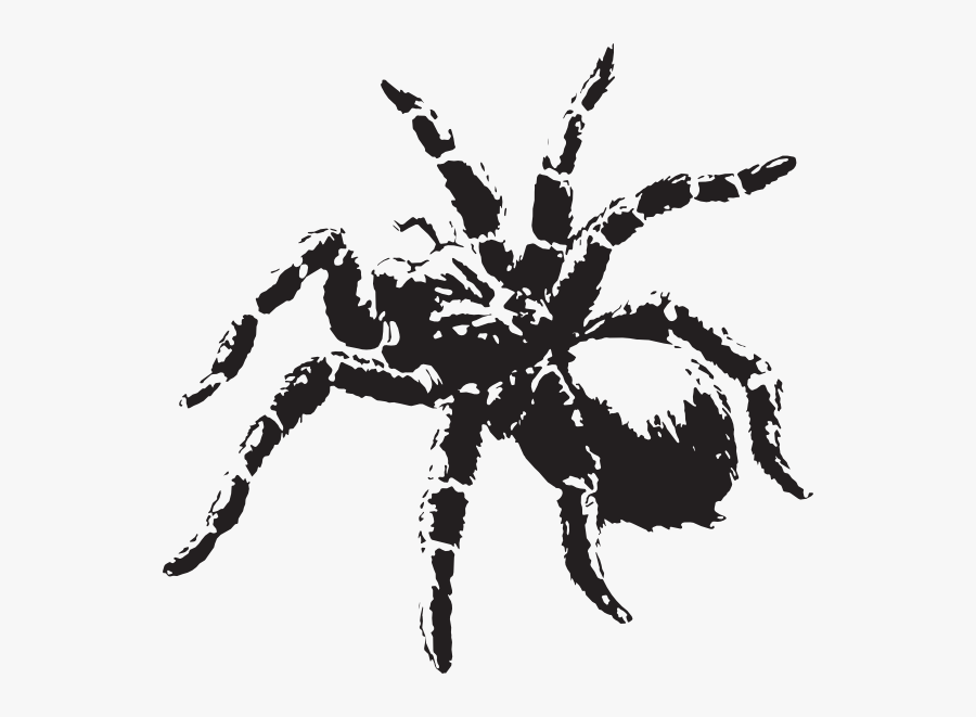 Tarantula Vector, Transparent Clipart
