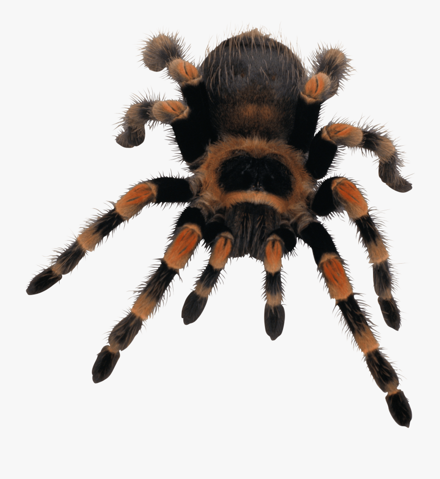Yellow Black Spider Transparent Png - Spider Png Transparent, Transparent Clipart